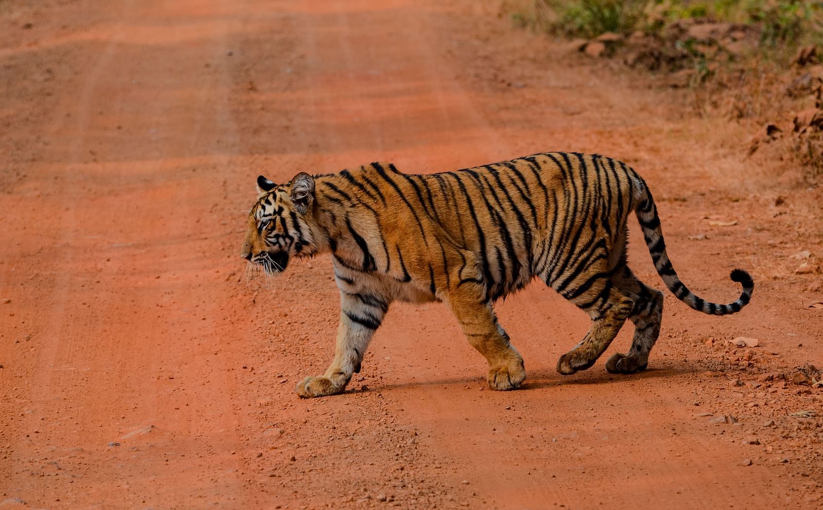 A Bengal tiger walking on a muddy red pathway at Trees N Tigers, Tadoba.